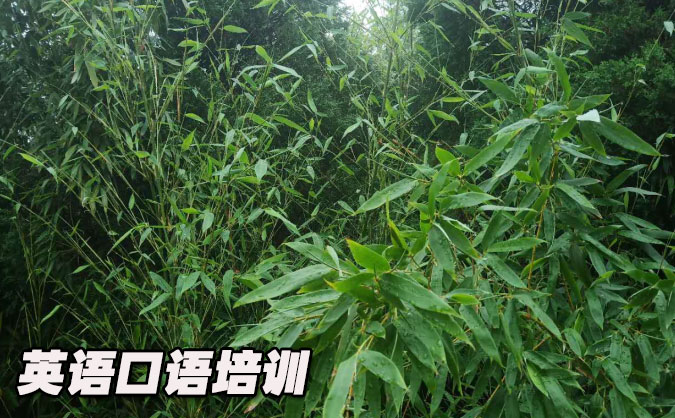 昆明盤龍區(qū)從零開始學英語口語_專業(yè)培訓機構(gòu)，免費試聽-美聯(lián)學校